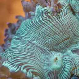 Elegance Coral, photo 1