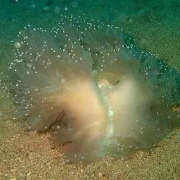 Elegance Coral, photo 7