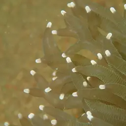Elegance Coral, photo 8