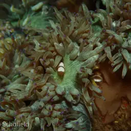Elegance Coral, photo 9