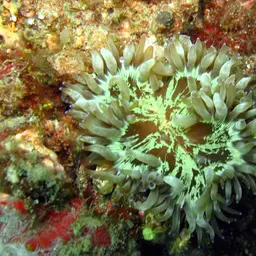 Elegance Coral, photo 10