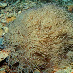 Elegance Coral, photo 11