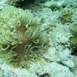 Elegance Coral, photo 12