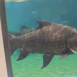 Giant Barb, photo 3
