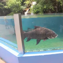 Giant Barb, photo 4