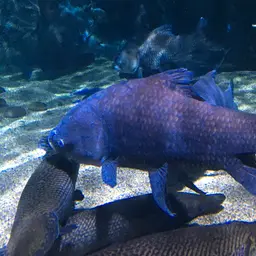 Giant Barb, photo 5
