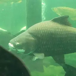 Giant Barb, photo 6