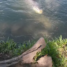 Giant Barb, photo 7