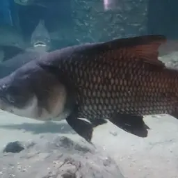 Giant Barb, photo 8