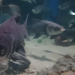 Giant Barb, photo 10