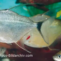 Wimple Piranha, photo 1