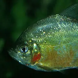 Wimple Piranha, photo 2