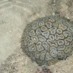 Finger Coral, photo 1