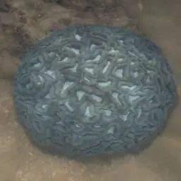 Finger Coral, photo 2