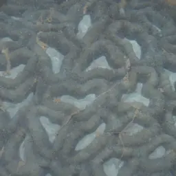Finger Coral, photo 3