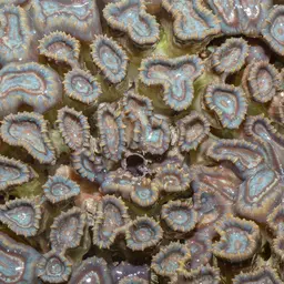 Finger Coral, photo 5