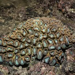Finger Coral, photo 6