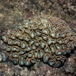 Finger Coral, photo 7