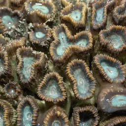 Finger Coral, photo 8