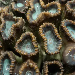 Finger Coral, photo 9