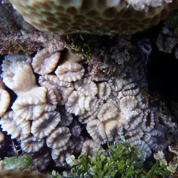 Finger Coral, photo 10
