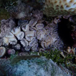 Finger Coral, photo 11