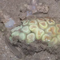 Finger Coral, photo 12