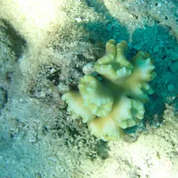 Finger Coral, photo 3