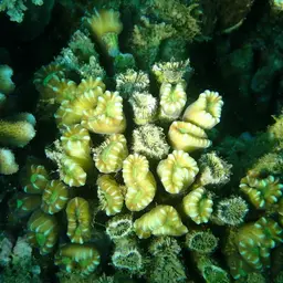 Finger Coral, photo 4