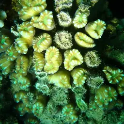 Finger Coral, photo 5