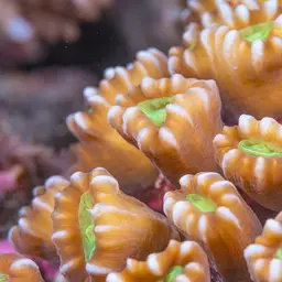Finger Coral, photo 6