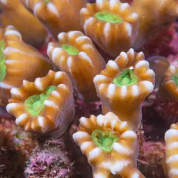 Finger Coral, photo 7
