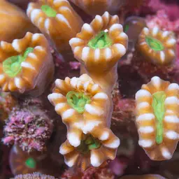 Finger Coral, photo 8