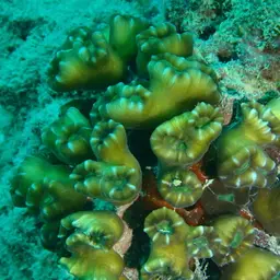 Finger Coral, photo 11
