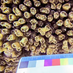 Candy Cane Coral