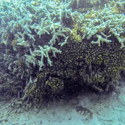 Candy Cane Coral, photo 2