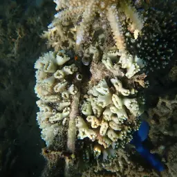 Candy Cane Coral, photo 3