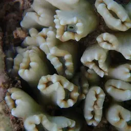 Candy Cane Coral, photo 4