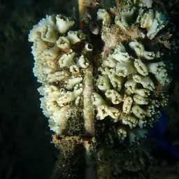 Candy Cane Coral, photo 5