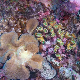 Candy Cane Coral, photo 9