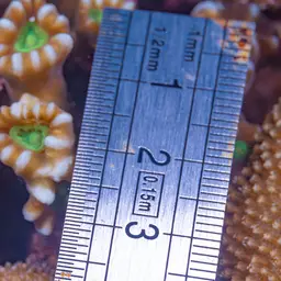 Candy Cane Coral, photo 10