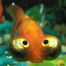 Celestial Eye Goldfish, photo 1