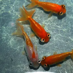 Celestial Eye Goldfish, photo 2