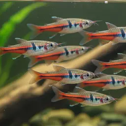 Danio Sp. Putao