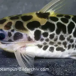 Driftwood Catfish