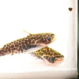 Driftwood Catfish, photo 2