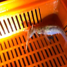 Driftwood Catfish, photo 3
