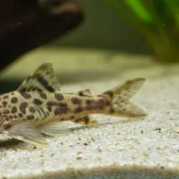 Driftwood Catfish, photo 4