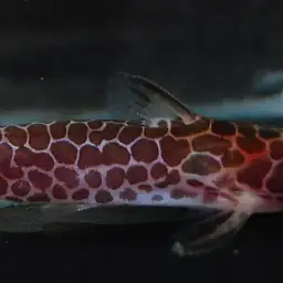 Purple Oil Catfish, photo 2