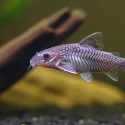 Purple Oil Catfish
